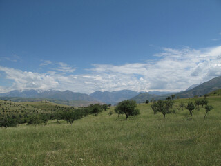 wild fruit trees in the foothills grow