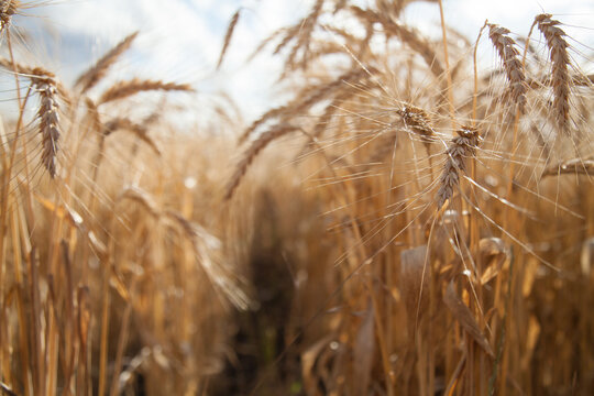 Looking through rows of bearded wheat crop