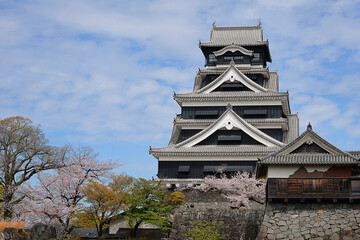 View of Japanese cherry blossoms blooming at Kumamoto Castle