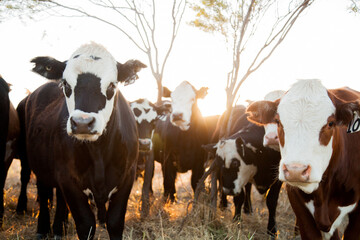 herd of beef cattle crowding in close together at sunset