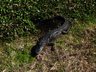 Alligator on the shore sunning