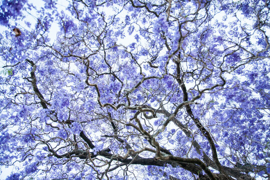 Looking up at bending branches of a purple jacaranda tree in blossom