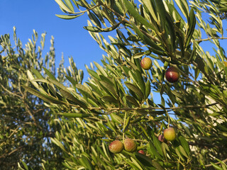 Riping olives on a tree in Bol, Brac, Croatia