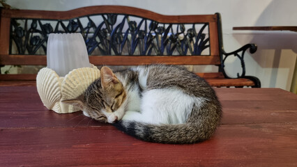 Schlafende Katze auf Tisch mit Muscheln