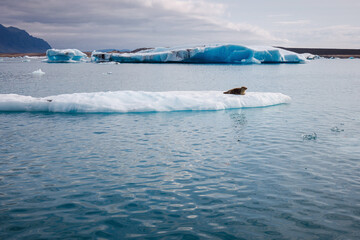 Obraz premium Icelandic glacial scenery, magnificent ice form, iceberg floating in the calm blue water. Unique nature sights and trip concepts.