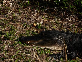 An alligator lying on the bank with eyes and teeth.