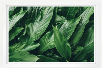 Spathiphyllum cannifolium  green abstract texture with white frame.