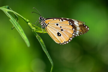 butterfly on leaf