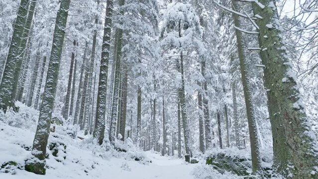 River winter forest nature tree ice outdoor season weather snow