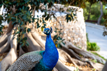 Vibrant Peacock Overlooking Stone Wall in Cartagena