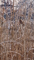 Fototapeta premium little birds sit on the yellow tall grass