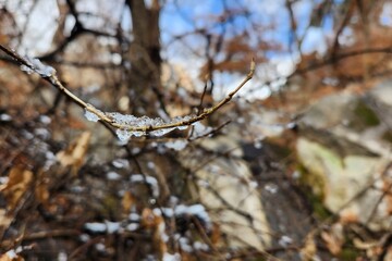 ice covers tree branches. cold snap. changing of the climate
