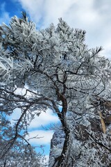 Tree branches are covered with white frost in the mountains. the pine needle was covered with frost.