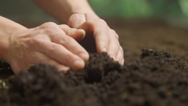 Gardener putting seeds in the ground. Man farmer hand sowing seeds covering row with soil, preparation for spring season, organic farming and gardening.