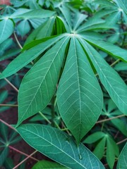 Cassava leaves. Smartphone wallpaper.