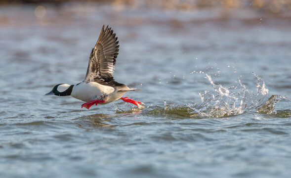 Male bufflehead duck running across the water surface