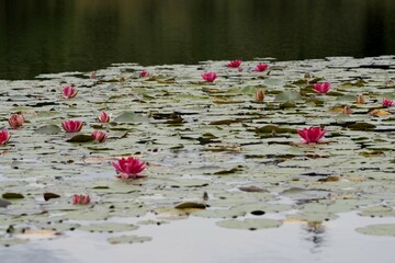 etendue de n&eacute;nuphars sur &eacute;tang