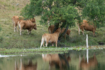 vaches dans un lac de n&eacute;nuphars