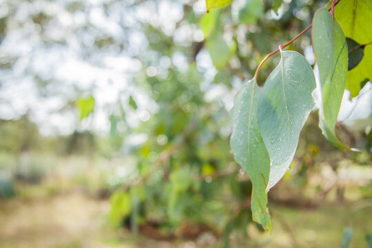 Sunlight shining off droplets of water on large gum leaves