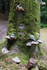 champignon parasite