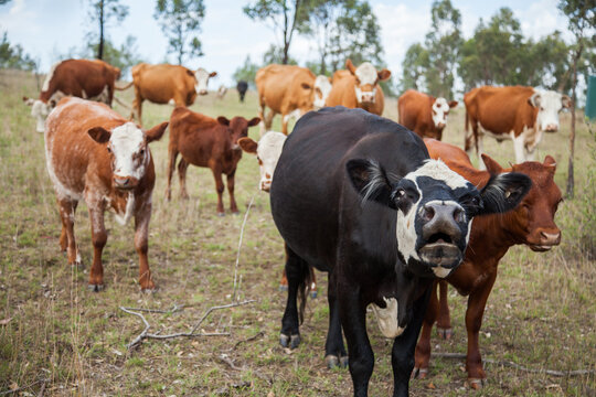 Herd of beef cattle in a paddock