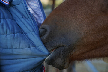 tete jument qui mordille