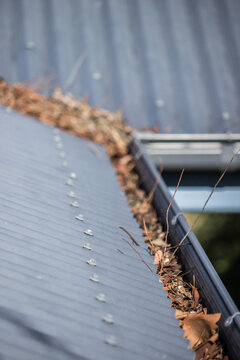 Gutters on a tin roof full of leaves and sticks