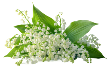Lily of the Valley Flowers. A cluster of delicate lily of the valley flowers are displayed Each bloom showcases its petite bell shape and vibrant green leaves.