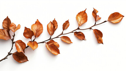 Naklejka na ściany i meble Brown leaves isolated on a white background with copy space.