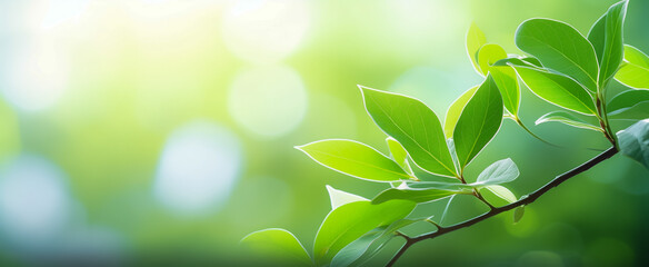 Sunlit green leaves on branch with soft bokeh background - Powered by Adobe