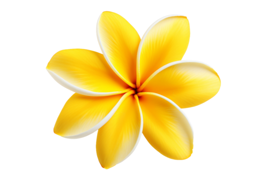 Yellow Flower. The flowers petals are fully bloomed and its center is rich with pollen. The contrasting colors create a striking visual impact. On PNG Transparent Clear Background. - Powered by Adobe