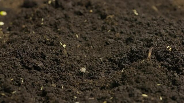 Insect crawling in the ground. Spring bug close up crawls in the soil row with planted seeds, preparation for spring season, organic farming and gardening.