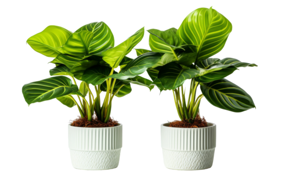 Two Potted Plants Stacked. Two potted plants are stacked on top of each other, creating a unique and space saving display.