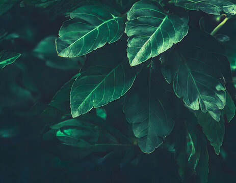 Abstract green close up leaf texture, dark foliage nature background, fresh wallpaper on digital art concept.
