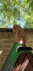 Strix aluco  tawny owl or brown owl medium-sized owl that is often found in European woodlands and...