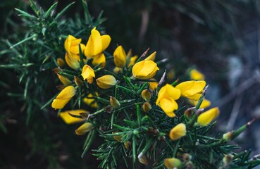 Fototapeta premium yellow flowers of gorse in Brittany