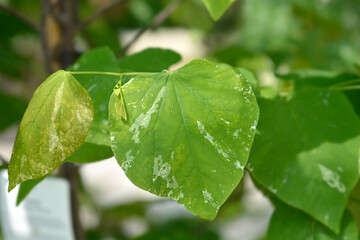 Eastern Redbud Alley Cat leaves