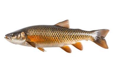 Obraz premium Fish Swimming in Water. A fish is gliding effortlessly through the blue water, its fins gracefully propelling it forward.