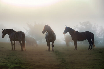 Horses silhouetted in the mist at sunrise