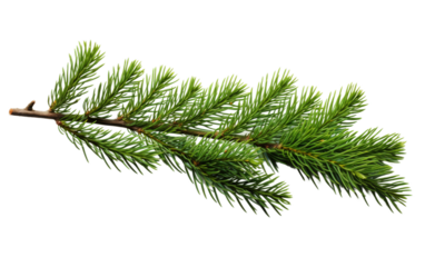 Pine Tree Branch. The branch is detailed, showcasing the green needles and textured bark typical of pine trees. On PNG Transparent Clear Background.
