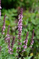 Obraz premium Wood Sage Rose Queen flowers
