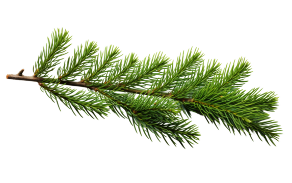 Pine Tree Branch. The branch is detailed, showcasing the green needles and textured bark typical of pine trees. On PNG Transparent Clear Background.