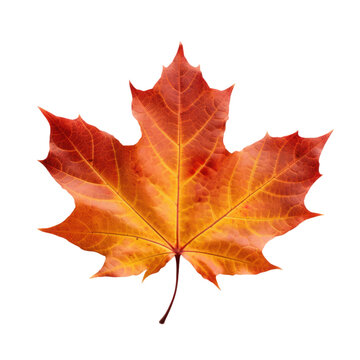 recommend clip art: Autumn leaf isolated on transparent background