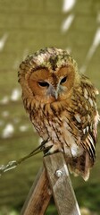 Strix aluco  tawny owl or brown owl medium-sized owl that is often found in European woodlands and forests round face with dark markings that resemble eyebrows and give it a distinct facial appearance