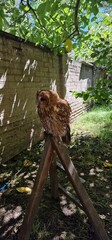 Strix aluco  tawny owl or brown owl medium-sized owl that is often found in European woodlands and...