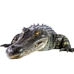 Obraz premium Alligator isolated on transparent background