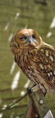 Strix aluco  tawny owl or brown owl medium-sized owl that is often found in European woodlands and forests round face with dark markings that resemble eyebrows and give it a distinct facial appearance