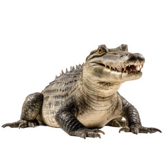 Fototapeta premium Alligator isolated on transparent background