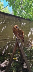 Strix aluco  tawny owl or brown owl medium-sized owl that is often found in European woodlands and forests round face with dark markings that resemble eyebrows and give it a distinct facial appearance