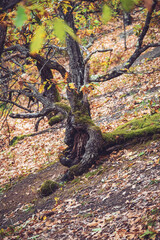 Deformed tree trunk in the forest, around village Stapari, near Uzice, Serbia